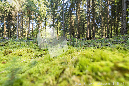 Image of sunny forest scenery