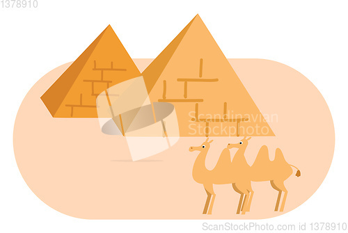 Image of Two pyramides and two camels vector illustration on white backgr