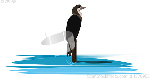 Image of Image of cormorant, vector or color illustration.