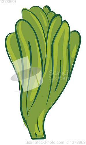 Image of A long green lettuce with many leaves, vector or color illustrat