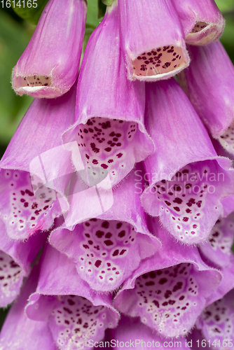 Image of common foxglove flowers