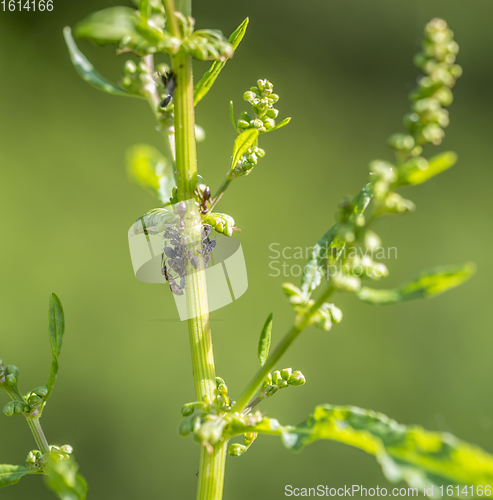 Image of plant lice colony