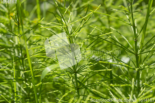 Image of horsetail plants closeup