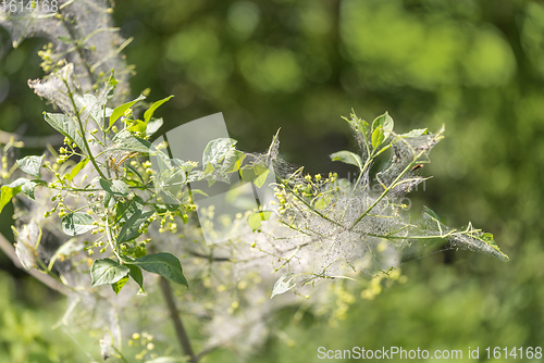 Image of ermine moth caterpillars and web