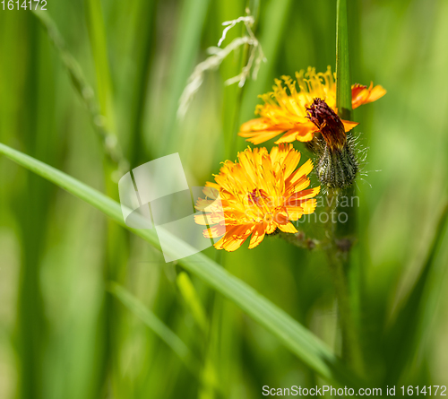 Image of orange flowers in natural ambiance