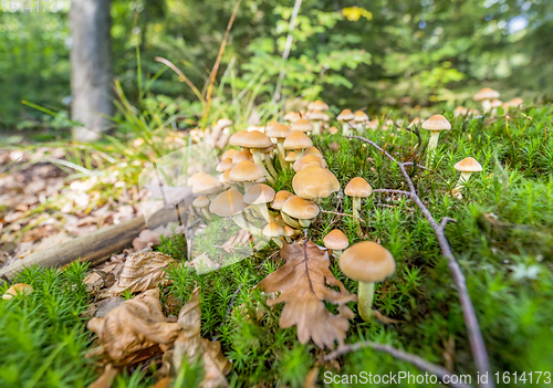 Image of lots of mushrooms