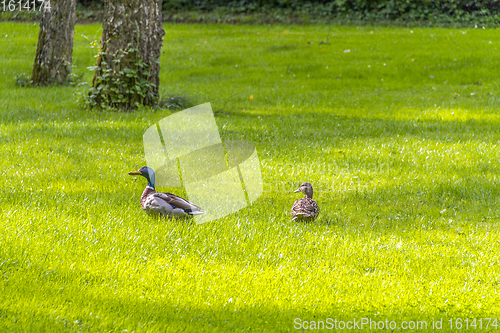 Image of Wild ducks in idyllic park scenery