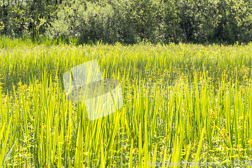 Image of sunny wetland scenery