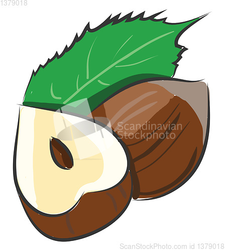 Image of Cartoon vector illustration of a hazelnut cutted in a half with 