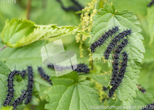 Image of european peacock caterpillars