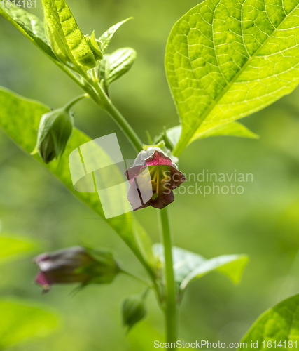 Image of red flowers in natural ambiance