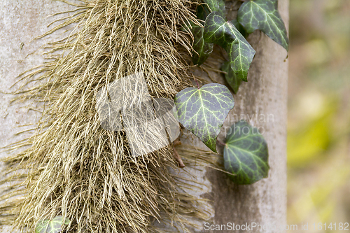 Image of ivy leaves and stem