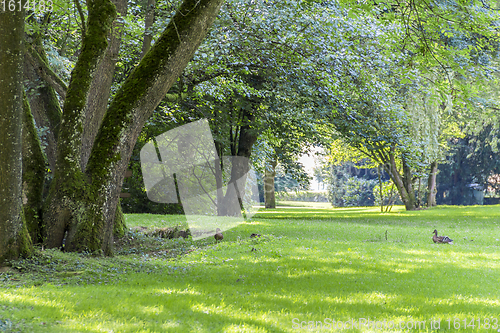 Image of idyllic park scenery