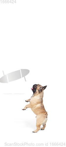 Image of Young French Bulldog is posing. Cute doggy or pet is playing, running and looking happy isolated on white background.