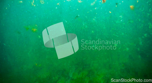 Image of Underwater landscape in the sea.