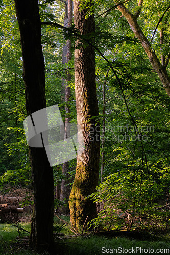 Image of Light entering rich deciduous forest