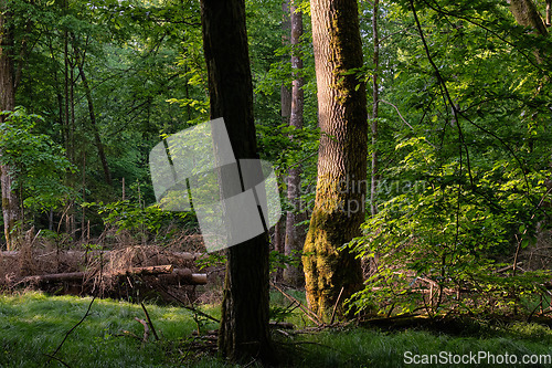 Image of Light entering rich deciduous forest