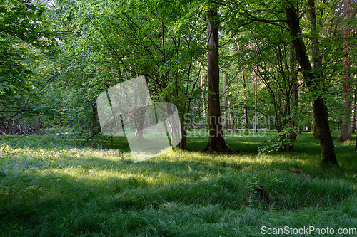 Image of Light entering rich deciduous forest