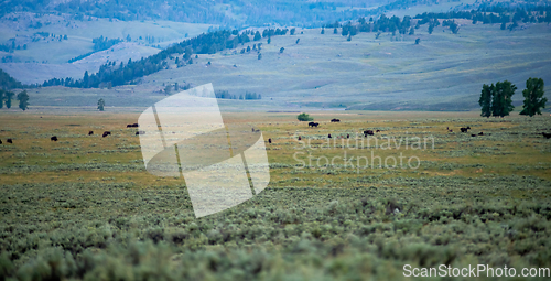 Image of The sun setting over the Lamar Valley near the northeast entranc