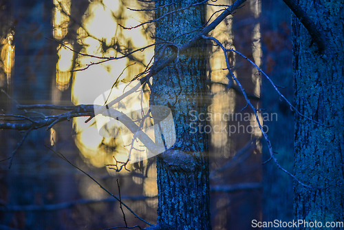 Image of morning forest tree branches bokeh