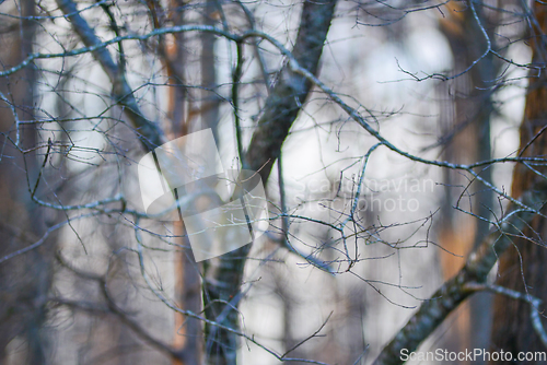 Image of morning forest tree branches bokeh
