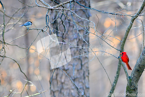 Image of birds feeding and playing at the feeder