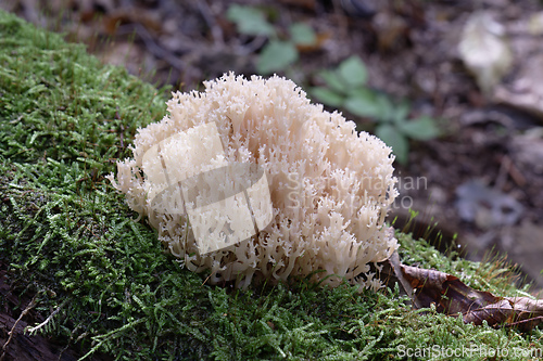 Image of Coral Mushroom(Artomyces pyxidatus) closeup