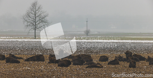 Image of European bison (Bison bonasus) herd