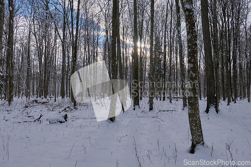 Image of Trees snow wrapped blizzard after