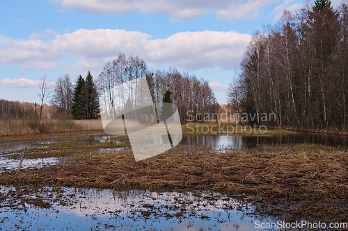 Image of Springtime flooded meadow within forest