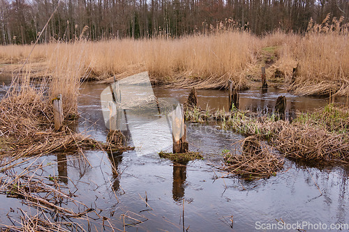 Image of Narewka River in early spring