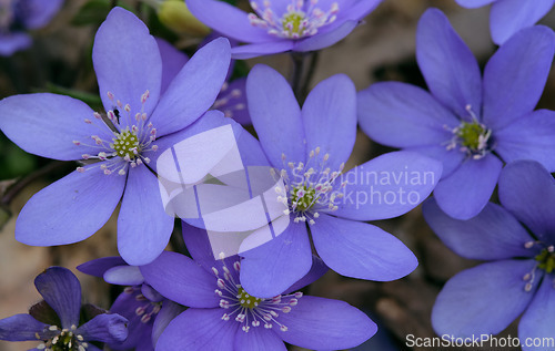 Image of Round-lobed hepatica close-up