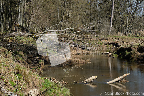 Image of Narewka River in early spring