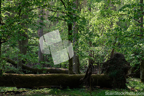 Image of Old natural deciduous stand with old oak trees