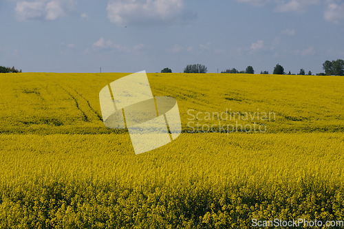 Image of Yellow rape field with trees and bushes