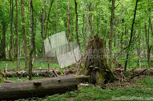 Image of Springtime deciduous stand with old broken spruces