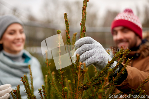 Image of happy couple buying christmas tree at market