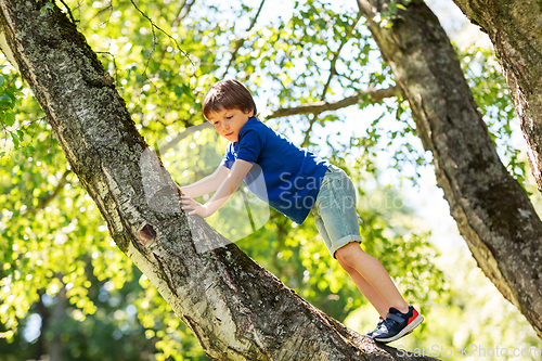 Image of happy little boy climbing tree at park