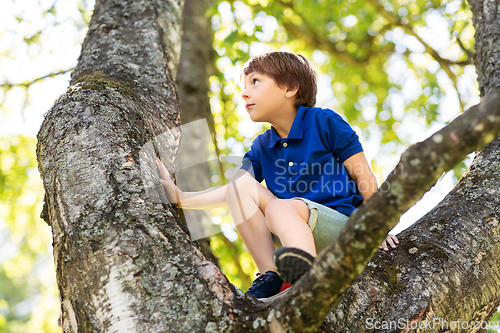 Image of happy little boy climbing tree at park