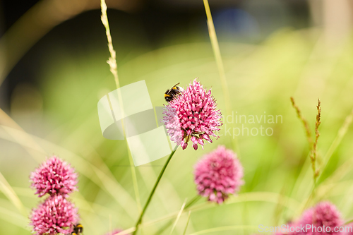 Image of bee pollinating flowers blooming in summer garden