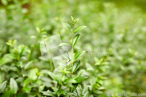 Image of close up of branch with green leaves