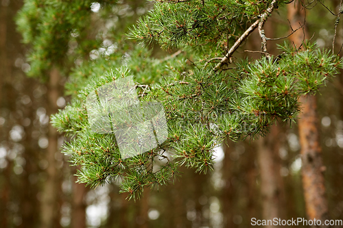 Image of branch of pine tree in coniferous forest