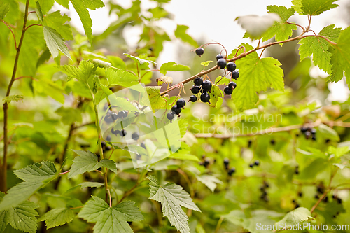 Image of black currant bush with ripe berries at garden