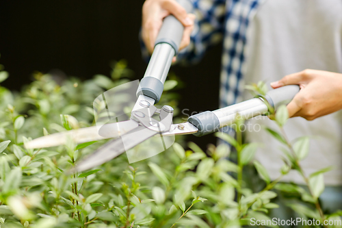 Image of woman with pruner cutting branches at garden