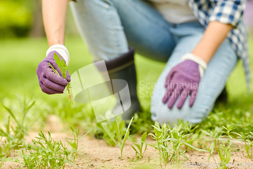 Image of woman weeding flowerbed at summer garden