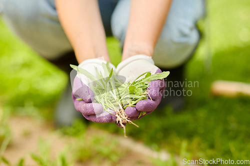 Image of woman weeding flowerbed at summer garden