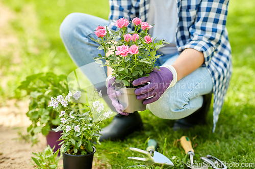 Image of woman planting rose flowers at summer garden