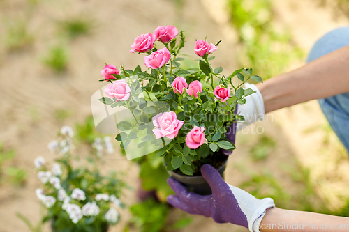 Image of woman planting rose flowers at summer garden