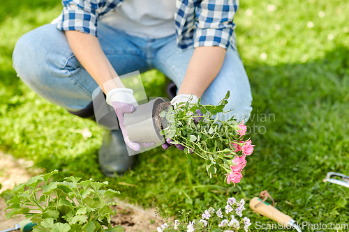 Image of woman planting rose flowers at summer garden