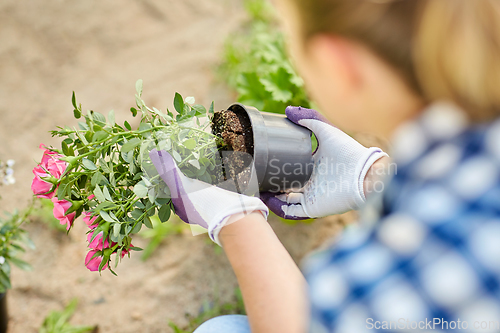 Image of woman planting rose flowers at summer garden